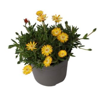   Delosperma cooperi Lido  - Kristályvirág sárga szirmú fehér középpel 12 cm-es átmérőjű cserépben