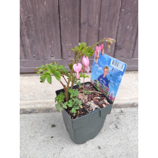 Dicentra spectabilis- Szívvirág