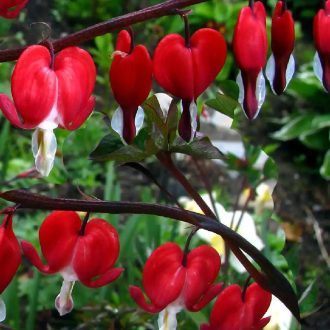   Dicentra spectabilis 'Valentine'- Szívvirág piros virágú