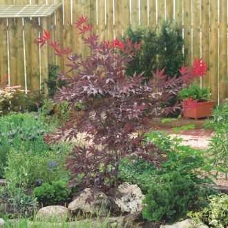   Acer Palmatum 'Atropurpurem' - Japán juhar 'Atropurpurem'