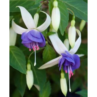 Fuchsia 'Delta's Sarah'