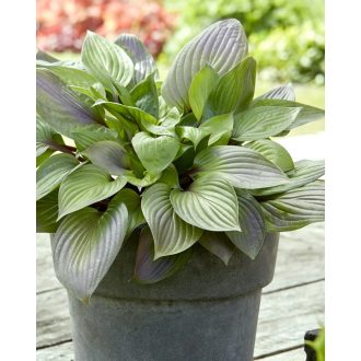 Hosta 'First Blush' - Árnyliliom, árnyékliliom