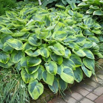   Hosta 'Tokudama Flavocircinalis' - Árnyliliom, árnyékliliom