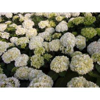 Hydrangea macrophylla 'Wudu' - Kerti hortenzia
