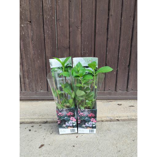 Hydrangea macrophylla 'Wudu' - Kerti hortenzia