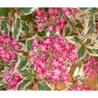   Hydrangea serrata Euphoria pink - Rózsaszín fűrészeslevelű hortenzia