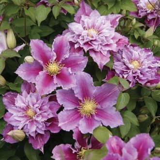 Clematis 'Piilu' - Klematisz, iszalag