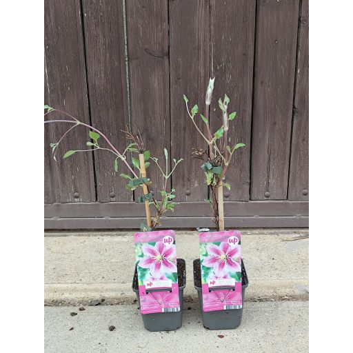 Clematis 'Piilu' - Klematisz, iszalag