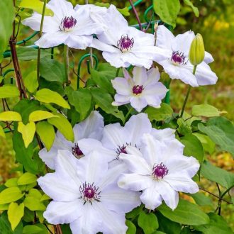 Clematis 'Miss Bateman' - Klematisz, iszalag