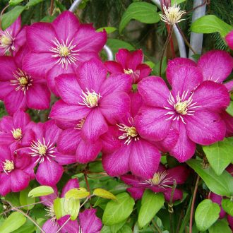 Clematis 'Ville de Lyon' - Klematisz, iszalag