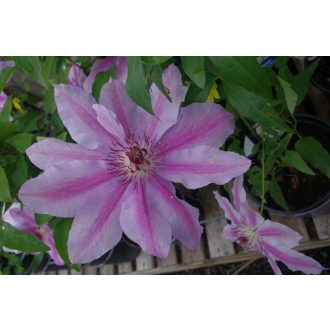 Clematis 'Nelly Moser' - Klematisz, iszalag