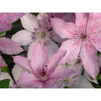 Clematis 'Hagley Hybrid' - Klematisz, iszalag