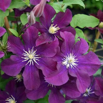 Clematis 'Warszawska Nike' - Klematisz, iszalag