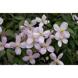 Clematis montana 'Rubens' - Klematisz, iszalag