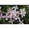 Clematis montana 'Rubens' - Klematisz, iszalag