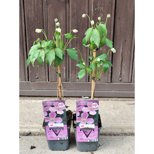 Clematis montana 'Rubens' - Klematisz, iszalag