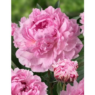 Paeonia 'Sarah Bernhardt' - Bazsarózsa