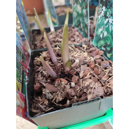 Hosta 'Royal Standard' - Árnyliliom, árnyékliliom