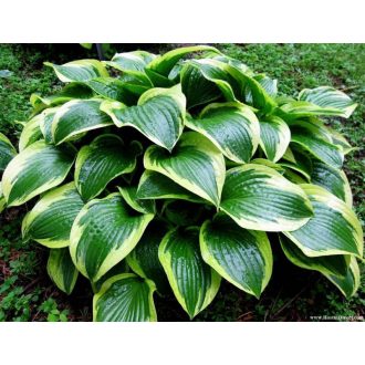   Hosta 'Queen Josephine' - Árnyliliom, árnyékliliom