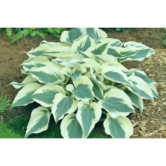 Hosta 'Firm Line' - Árnyliliom, árnyékliliom