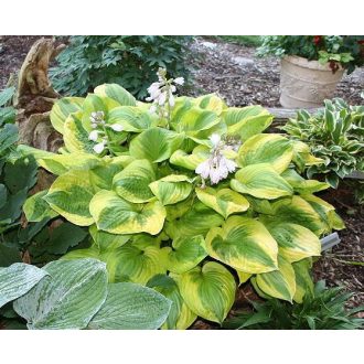   Hosta 'Summer Breeze' - Árnyliliom, árnyékliliom