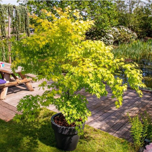 Acer palmatum 'Orange Dream' - Japán juhar