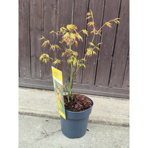 Acer palmatum 'Orange Dream' - Japán juhar