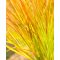 Carex testacea 'Prairie Fire'