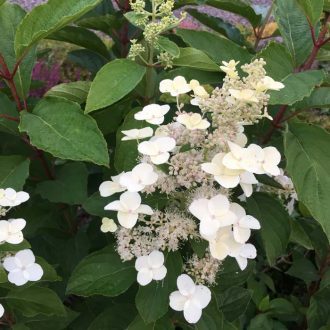 Hydrangea petiolaris - Kúszó hortenzia