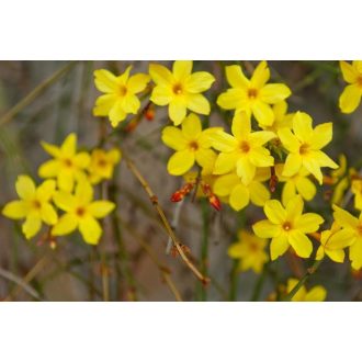 Jasminum nudiflorum - Téli Jázmin