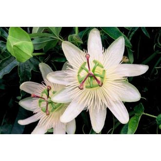   Passiflora cearulea 'Constance Elliot' - Télálló golgotavirág
