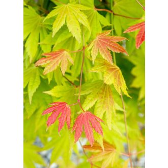 Acer shirawawanum 'Moonrise' - Japán juhar