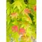 Acer shirawawanum 'Moonrise' - Japán juhar