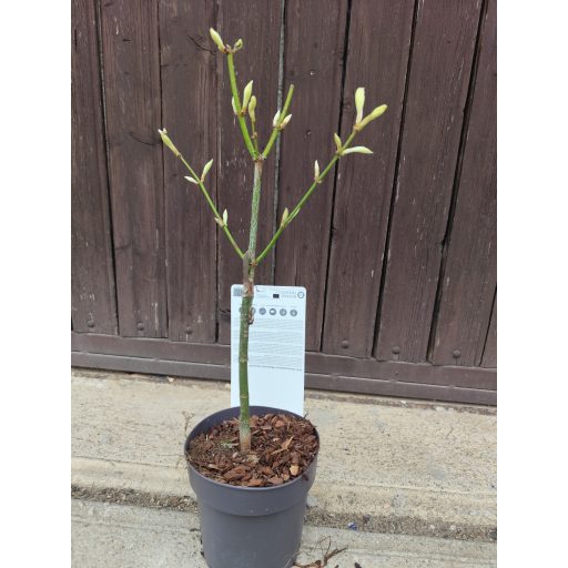 Acer shirawawanum 'Moonrise' - Japán juhar