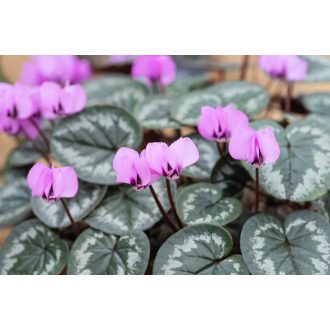   Cyclamen coum Light Rose - Télálló kerti ciklámen világos rózsaszín