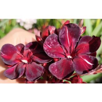 Babi gyémántja (LB)