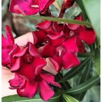 Bársony bordó (BL)