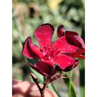 Bársonyos szépség (IrPa)