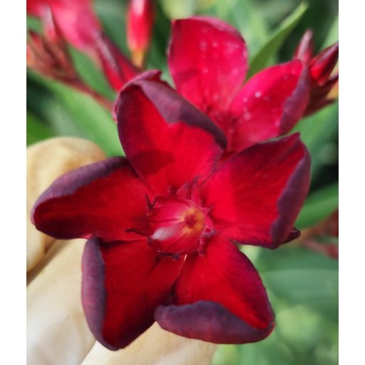 Bársonyos szépség (IrPa)