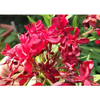 Bársonyos török bordó