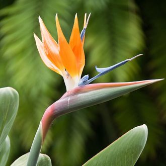 Strelitzia reginae - Pompás papagájvirág
