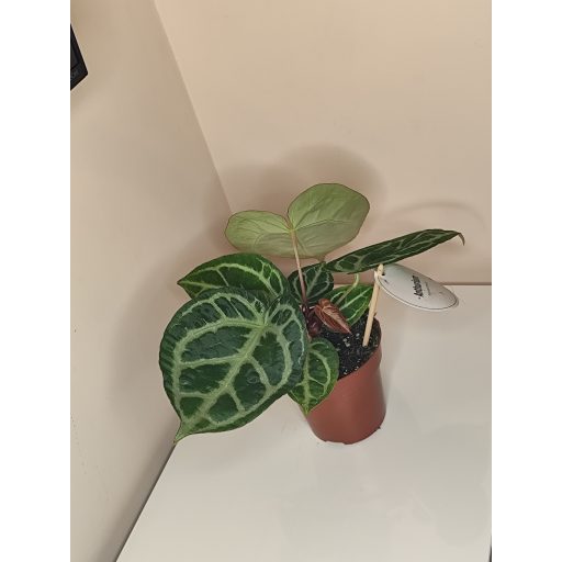 Anthurium crystallinum - Kristályos flamingóvirág