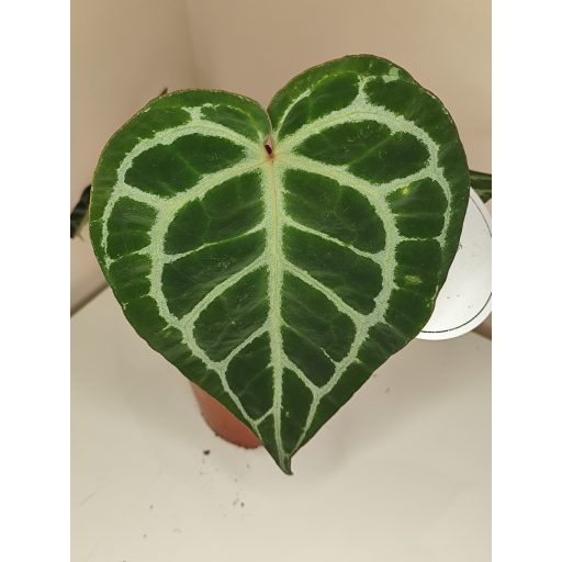 Anthurium crystallinum - Kristályos flamingóvirág