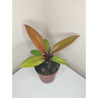 Philodendron 'Prince of Orange'
