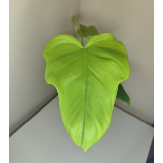 Philodendron bipennifolium 'Aurea' - Filodendron