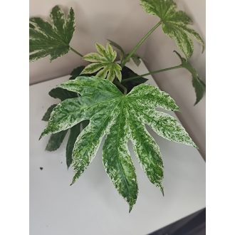 Fatsia japonica 'Spider's Web'