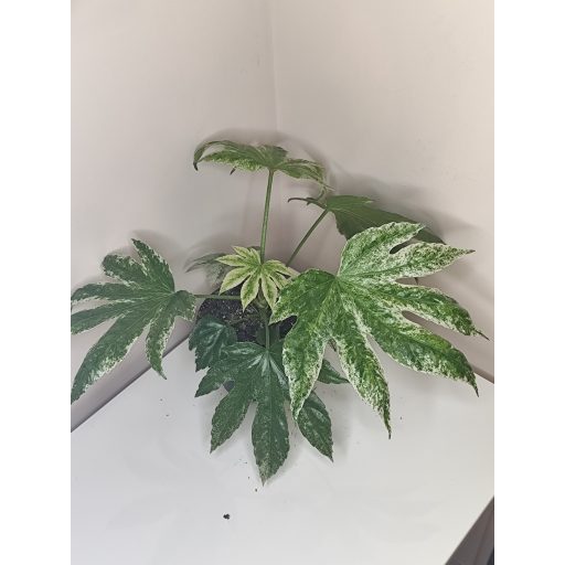 Fatsia japonica 'Spider's Web'