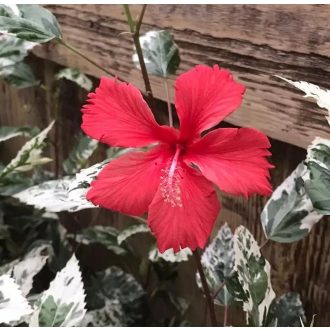 Hibiscus rosa-sinensis 'Variegata'