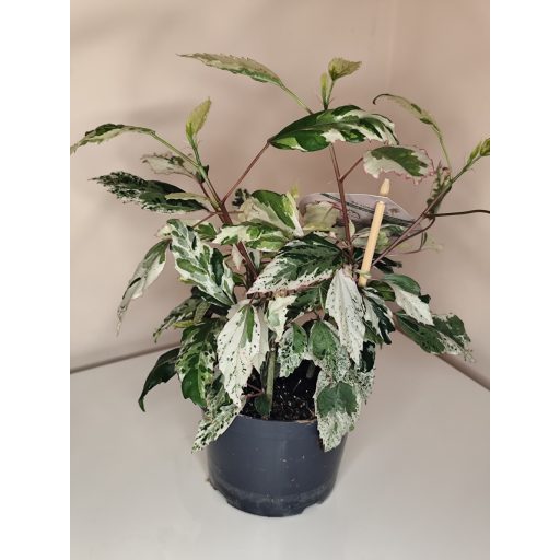 Hibiscus rosa-sinensis 'Variegata'