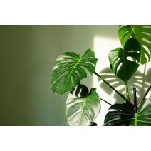 Monstera